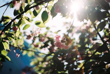 Ağaçtaki bahar çiçekleri