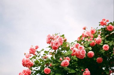 Güzel botanik fotoğrafı, doğal duvar kağıdı.