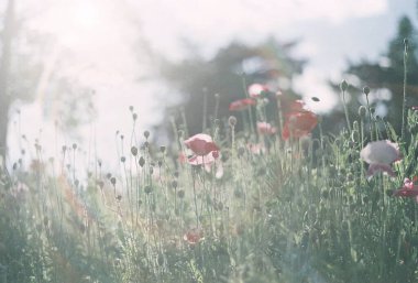 Bahçedeki güzel çiçekler