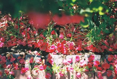 Bahçedeki güzel çiçekler