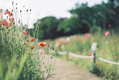 Bahçedeki güzel çiçekler
