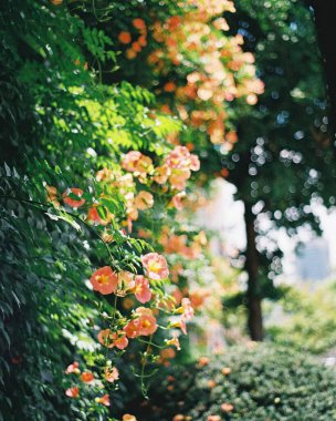 Bahçedeki güzel çiçekler