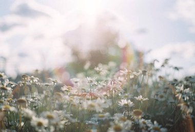 Tarlada güzel beyaz çiçekler