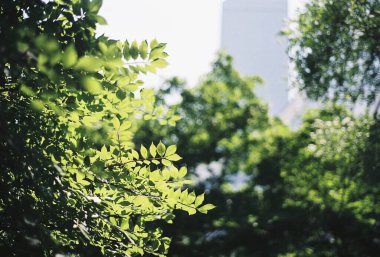 Bahçedeki yeşil çimenler