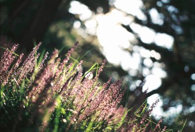 Bahçedeki güzel çiçekler