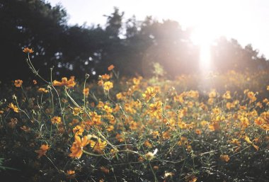Bahçedeki güzel çiçekler