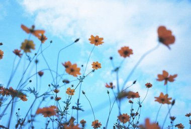 Bahçedeki güzel çiçekler