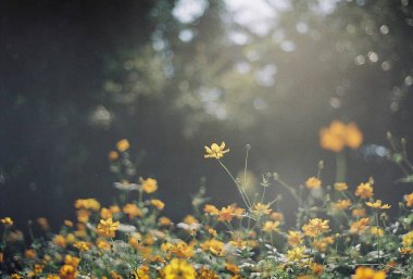 Bahçedeki güzel çiçekler