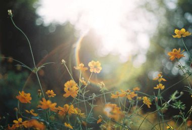 Bahçedeki güzel çiçekler