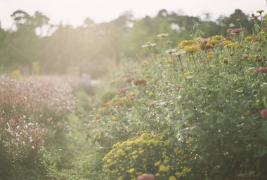 Bahçedeki güzel çiçekler