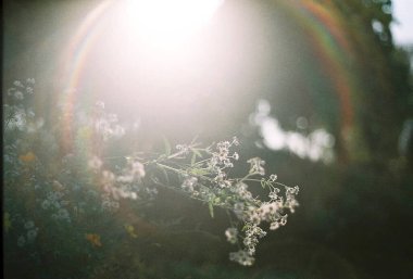 Bahçedeki güzel çiçekler