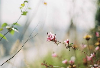 Bahçedeki güzel çiçekler