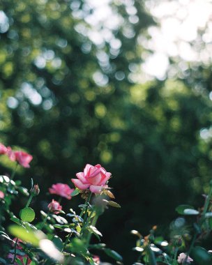 Bahçedeki güzel pembe çiçekler