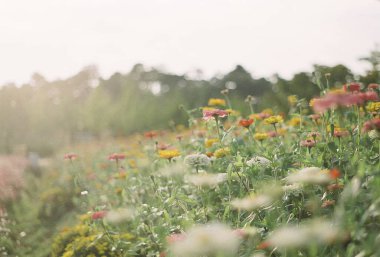 Bahçedeki güzel çiçekler