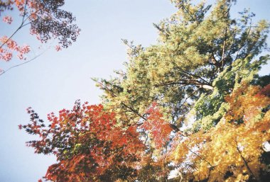 Ormanda sonbahar yaprakları