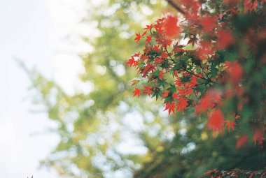 Sonbahar yaprakları, sonbahar bitkileri