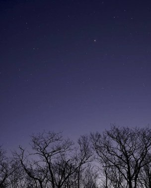 Ağaçlar ve yıldızlarla dolu güzel bir gece manzarası
