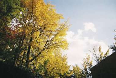 Güzel botanik fotoğrafı, doğal duvar kağıdı.