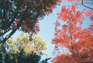 Sonbahar yaprakları, sonbahar bitkileri