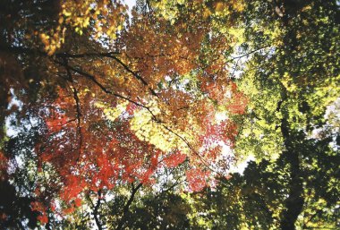 Sonbahar yaprakları, sonbahar bitkileri
