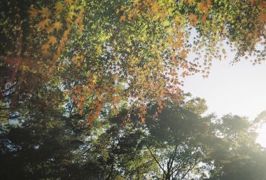 Sonbahar yaprakları sonbahar mevsiminde yapraklanır