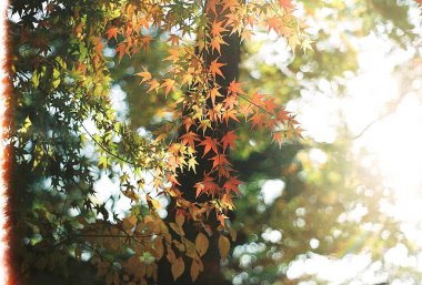 Güzel botanik fotoğrafı, doğal duvar kağıdı.