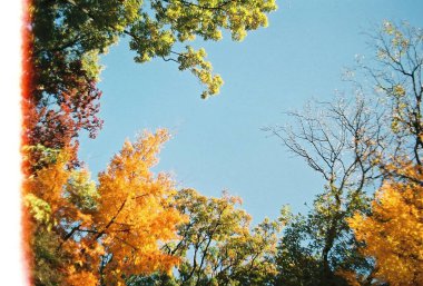 Sonbahar yaprakları, sonbahar çiçekleri doğada