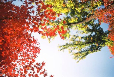 Ağaçta sonbahar yaprakları