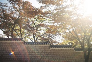 Bir ağaç ve büyük bir ağaçla sonbahar manzarası