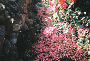Güzel botanik fotoğrafı, doğal duvar kağıdı.