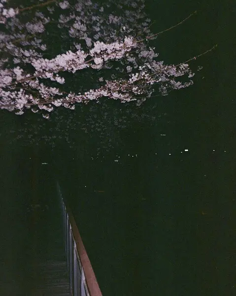 Parkın güzel manzarası