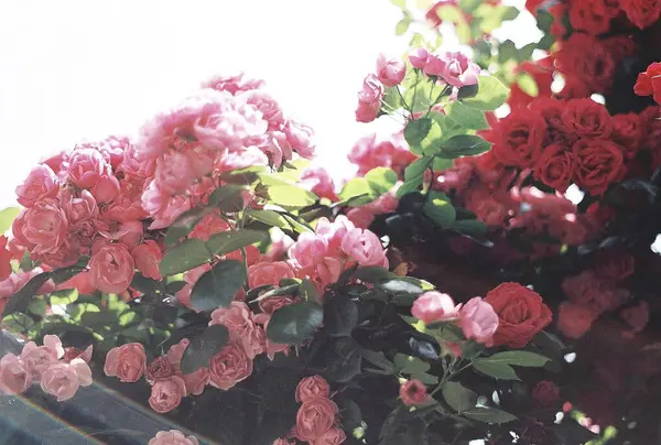 Bahçedeki güzel çiçekler