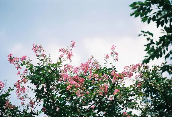 Bahçedeki güzel pembe çiçek