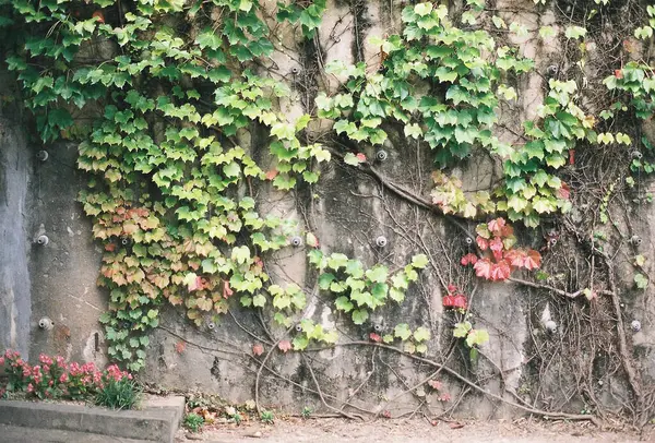 Parkın güzel manzarası