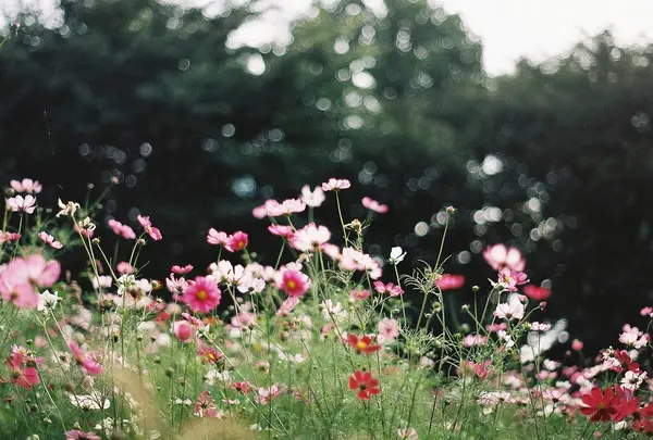 Bahçedeki güzel çiçekler