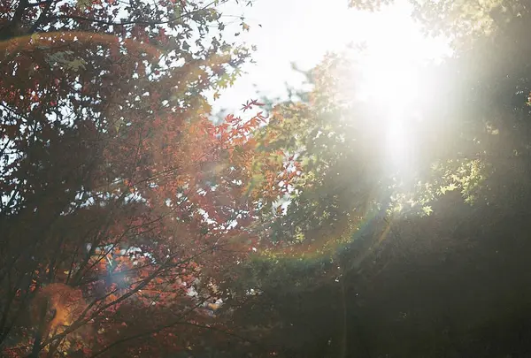 Güzel sonbahar yaprakları, bitki örtüsü ve doğa