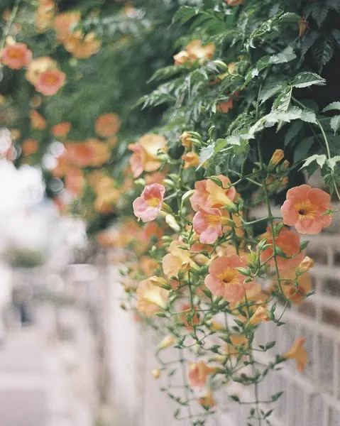 Bahçedeki güzel çiçekler