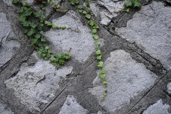 Taş duvar dokusu arkaplanı