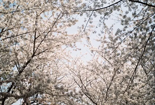 İlkbaharda kiraz çiçeği