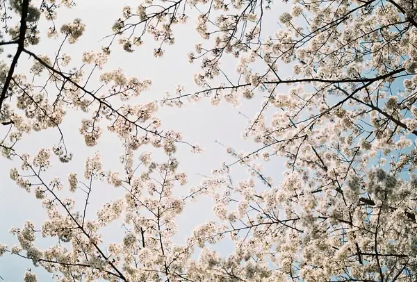 Güzel botanik fotoğrafı, doğal duvar kağıdı.