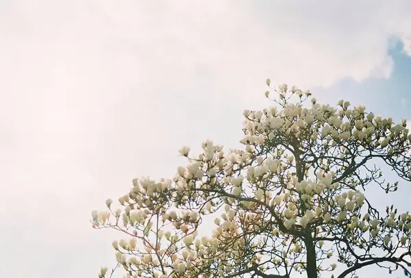 Güzel botanik fotoğrafı, doğal duvar kağıdı.