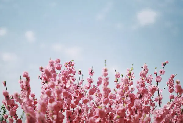 Baharda güzel pembe kiraz ağacı, sakura
