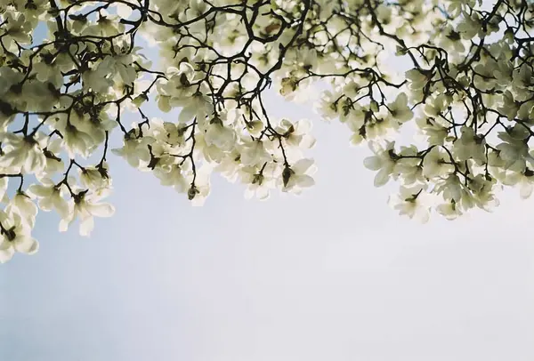 Güzel botanik fotoğrafı, doğal duvar kağıdı.