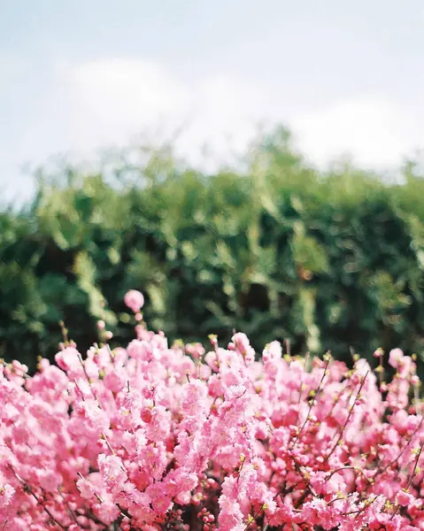 Bahçedeki güzel çiçekler
