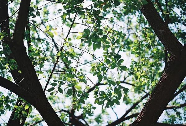 Ormandaki ağaç dalları