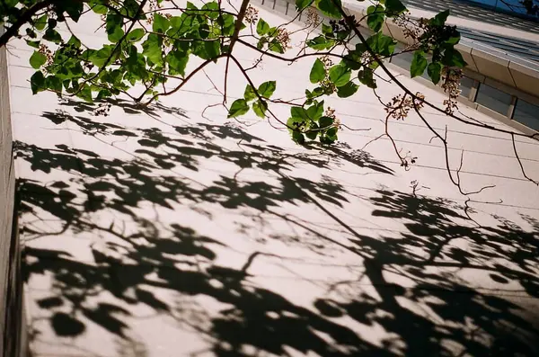 Beyaz arkaplanda siyah ve beyaz yaprakların dikey çekimi