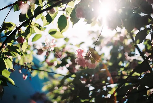 Ağaçtaki bahar çiçekleri