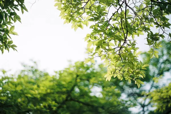 Ormanda yeşil yapraklar