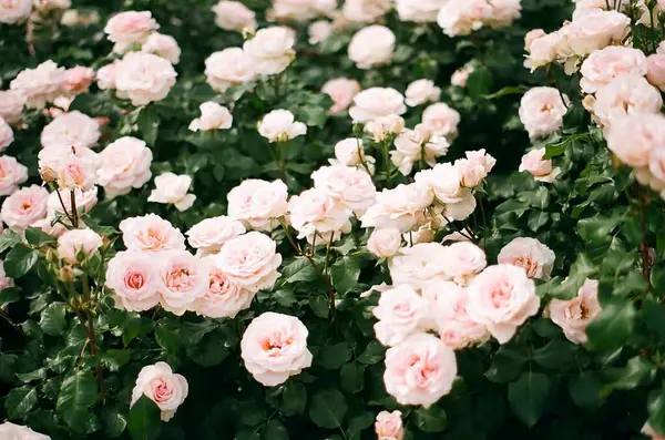 Bahçedeki güzel çiçekler