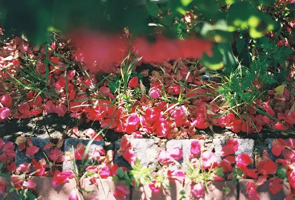 Bahçedeki güzel çiçekler